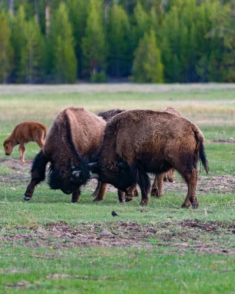 Vertical Shot Big Bisons Fighting Open Field Calf Trees Background — Stock Photo, Image