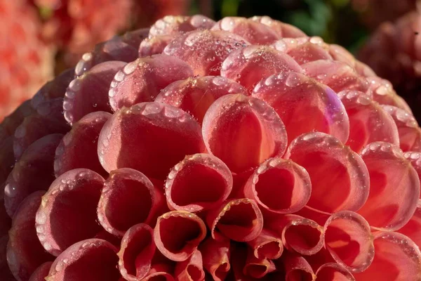 Makro Pohled Krásnou Kvetoucí Kouli Dahlia Kapkami Vody Okvětní Lístky — Stock fotografie