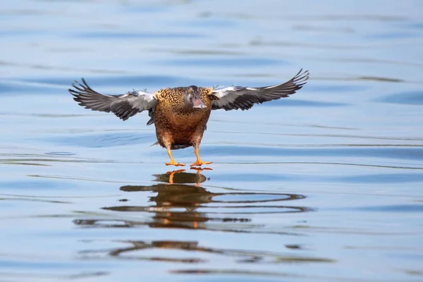 Suyun Üzerinde Uçan Bir Kürekçi Ördek — Stok fotoğraf