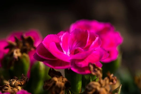 Närbild Selektivt Fokus Rosa Nejlika Dianthus Caryophyllus Blomma Mot Suddig — Stockfoto