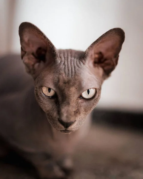 Eine Graue Sphinx Katze Starrt Wütend Die Kamera — Stockfoto