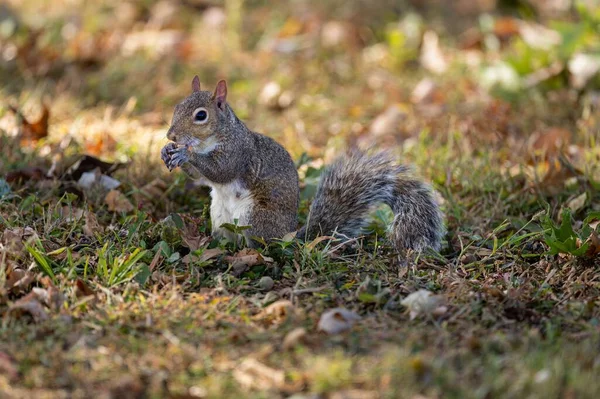 Gros Plan Écureuil Mangeant Des Noix Dans Nature — Photo