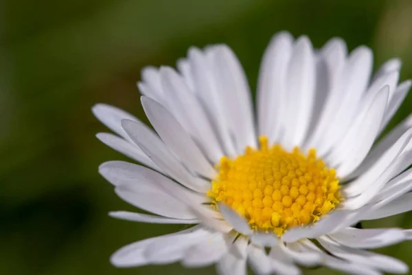 Közelkép Egy Fehér Százszorszép Virágról Erdőben Nappal Homályos Háttérrel — Stock Fotó