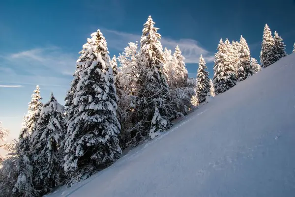 Piękne Świerki Wzgórzu Pokryte Śniegiem Słoneczny Zimowy Dzień — Zdjęcie stockowe