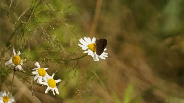 Egy Közeli Kép Egy Pillangóról Kertben Növő Százszorszépeken — Stock Fotó