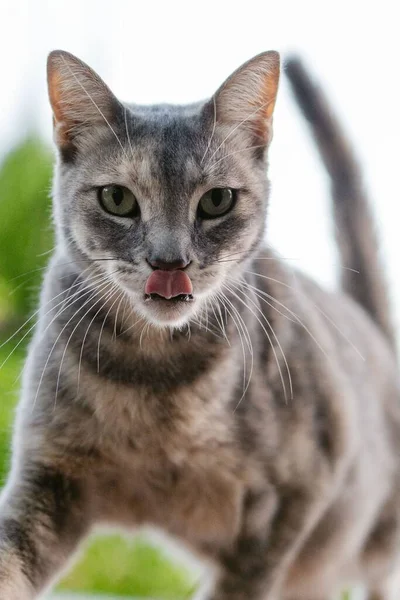 Sevimli Gri Bir Kedinin Dikey Olarak Kameraya Bakarken Ağzını Yalaması — Stok fotoğraf