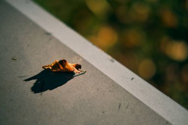 Güneş doğarken yerde sarı bir sonbahar yaprağının yakın çekimi.