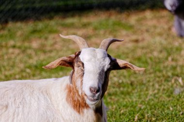 Yeşil tarlada güzel bir keçi
