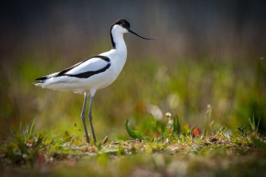Bir Relict martı (Ichthyaetus relictus) tarlada otla yürüyor