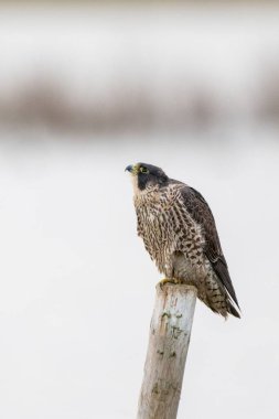 Bir Peregrine şahininin dikey görüntüsü direğe tünemişti.