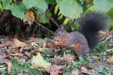 Kahverengi sincabın yeşil çimenlerde oturup fındık yerken yakın plan bir fotoğrafı.