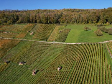 Weinberg 'de sonbahar boyunca güzel bir üzüm bağı manzarası.