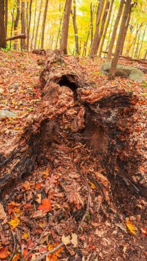 Sonbahar yapraklarıyla kaplanmış bir ağacın dikey hali. Sonbahar renklerinde bir ormanda düşen yapraklar.