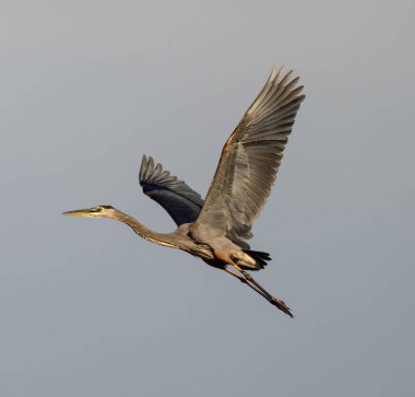 Gökyüzünde uçan bir balıkçıl