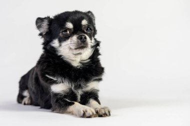 Beyaz arka planda izole edilmiş siyah beyaz bir chihuahua köpeğinin portresi.