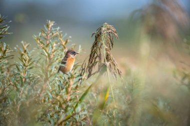 Kuru bir bitkinin üzerine tünemiş kırmızı göğüslü taştan bir kuşun seçici odak noktası.