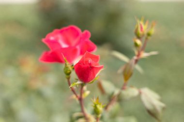 Kırmızı bahçe güllerinin ve tomurcuklarının bulanık bir arka plana yakın çekim odağı