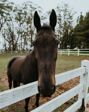 Beyaz bir çitin yanında duran kahverengi bir at.