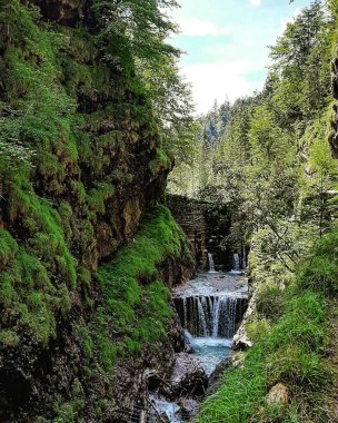 Ormanda akan bir şelalenin dikey görüntüsü.