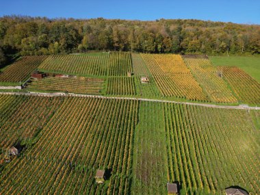 Weinberg 'de sonbahar boyunca güzel bir üzüm bağı manzarası.