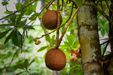 Ormandaki ağaçtaki Brezilya cevizinin yakın plan fotoğrafı.