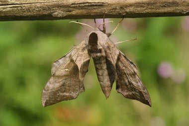 Büyük gözlü şahin güvesi, Smerinthus ocellatus 'un açık kanatları üzerine detaylı bir yakın plan.