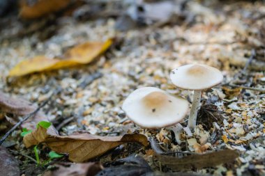 Sonbaharda ormanda büyüyen mantarların makro çekimi..