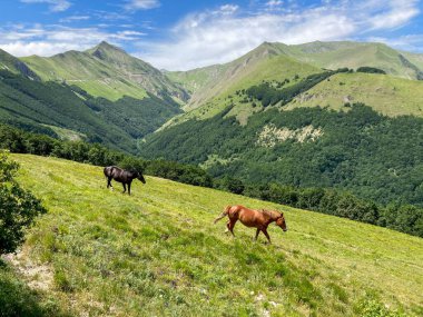 Atlar (Equus caballus) yeşil bir alp çayırında, parlak bir yaz gününde tepeden aşağı koşuyorlar.