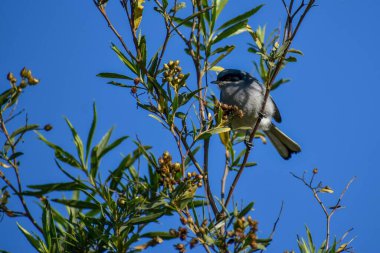 Buenos Aires, Arjantin 'de bir ağaca tüneyen maskeli bir sinek avcısı.