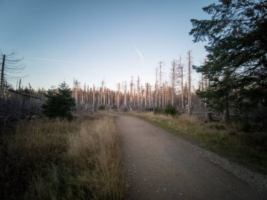 Çıplak ağaçlarla ıssız bir arazi.