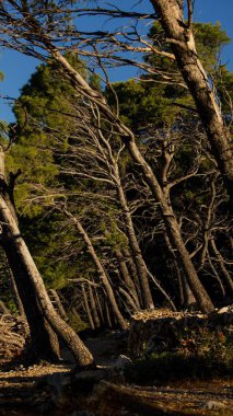 Hırvatistan 'ın Makarska kıyı şeridinde yeşil ağaçların dikey çekimi