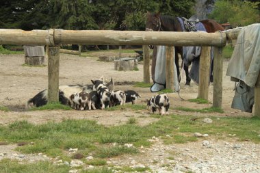 At binerken Queenstown orman manzarası