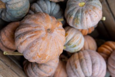 Bir kutuda farklı boyutlarda tatil balkabakları yığını.