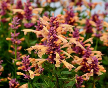 Bahçede bir Agastache Anise Hyssop çiçeği