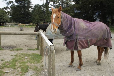 At binerken Queenstown orman manzarası