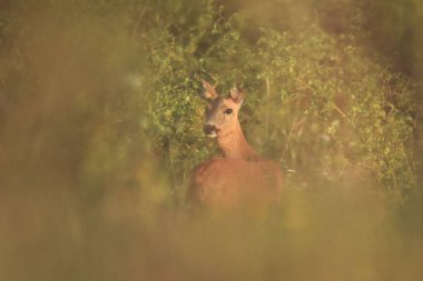 Tarlada kahverengi bir Capreolus