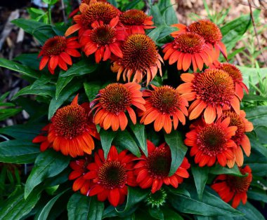 Bahçede kırmızı bir Echinacea çiçeği