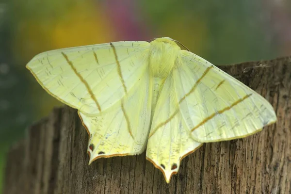 Closeup Detalhado Grande Mariposa Cauda Amarela Ourapteryx Sambucaria Com Asas — Fotografia de Stock