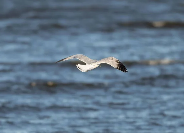 Una Gaviota Blanca Común Volando Sobre Mar —  Fotos de Stock