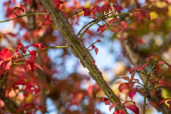 Μια Όμορφη Φωτογραφία Κόκκινα Φύλλα Φυτρώνουν Ένα Δέντρο Μια Ηλιόλουστη — Φωτογραφία Αρχείου