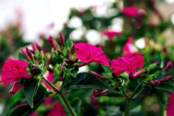 Центрі Уваги Квітка Перуанських Квітів Цвіте Саду Розмитим Фоном — стокове фото