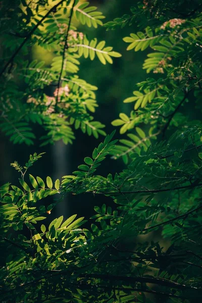 Вертикальный Снимок Зеленых Листьев Дерева Подсвеченных Солнечным Светом — стоковое фото