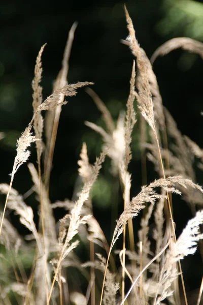 Nahaufnahme Eines Weizens Isoliert Auf Schwarzem Hintergrund — Stockfoto