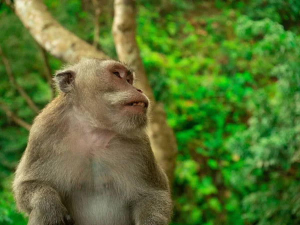 Крупним Планом Мавпа Зеленому Тлі — стокове фото