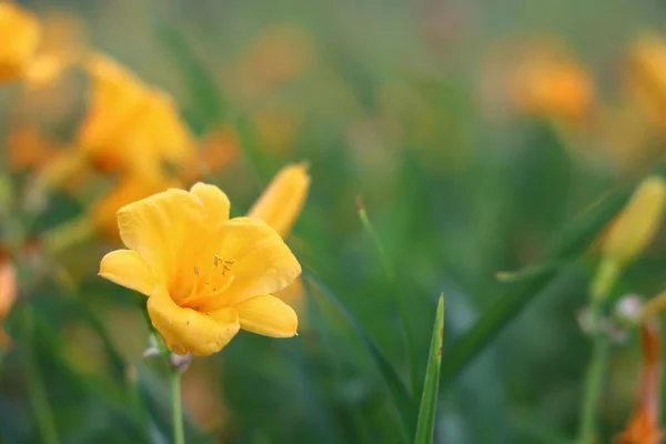 Sarı Bir Zambağın Güzel Bir Yakın Çekimi — Stok fotoğraf