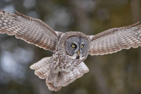 Portrait Great Grey Owl Flying Blur Background Forest Beautiful Shot — Stock Photo, Image