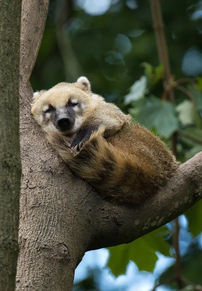 Μια Κάθετη Κοντινή Λήψη Ενός Χαριτωμένου Coati Κοιμάται Στο Δέντρο — Φωτογραφία Αρχείου