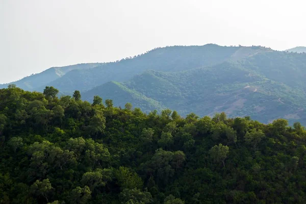 一望无际的绿树成荫 背景是一座森林覆盖的山 — 图库照片