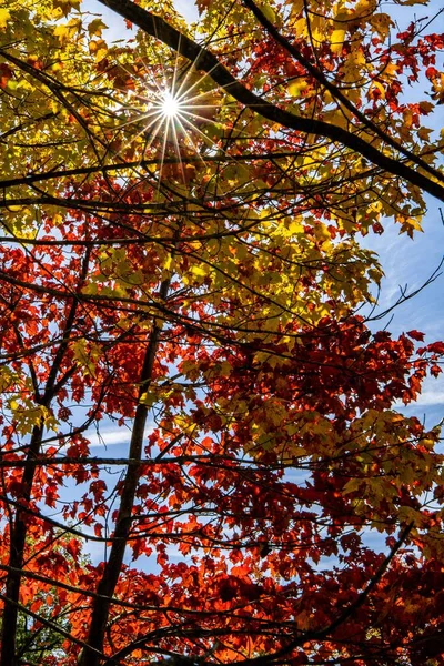 Eine Vertikale Aufnahme Von Bäumen Mit Bunten Blättern Herbst Moshannon — Stockfoto