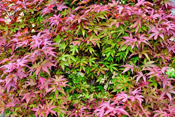 Крупный План Красочных Листьев Японского Кленового Дерева — стоковое фото